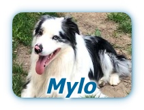 mylo