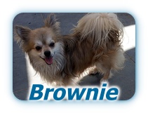 Brownie0