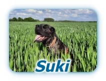 suki