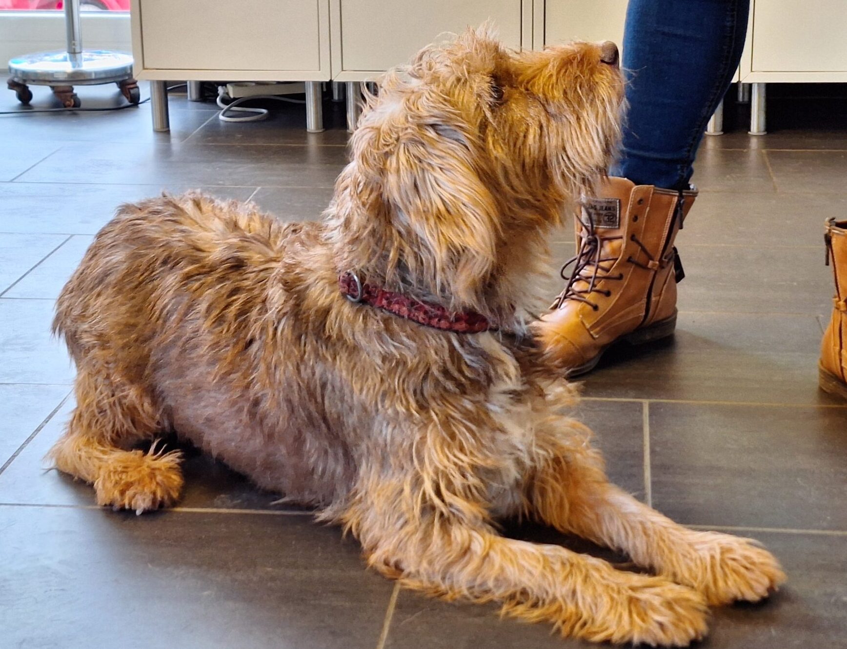 Wifi Vzw Helping Dogs