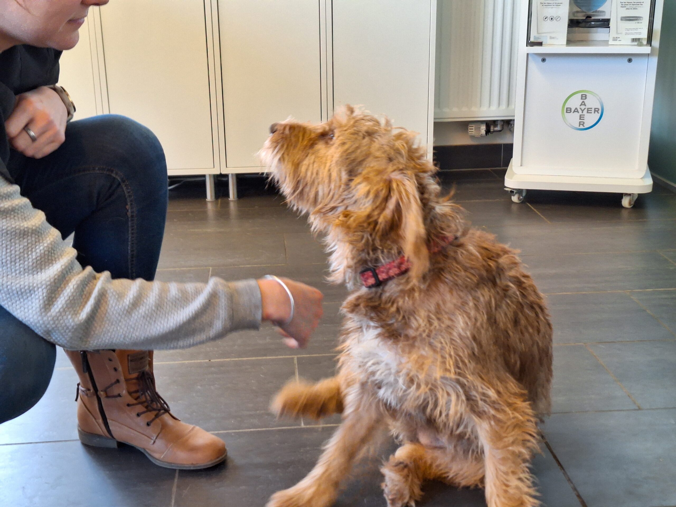 Wifi Vzw Helping Dogs