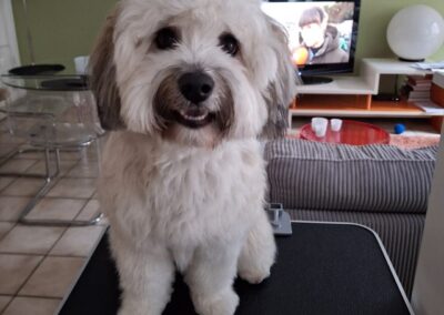 leo tibetaanmix4