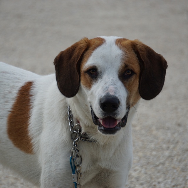 Teun Rota Teun - Vzw Helping Dogs