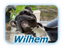 Wilhem Wilhem
