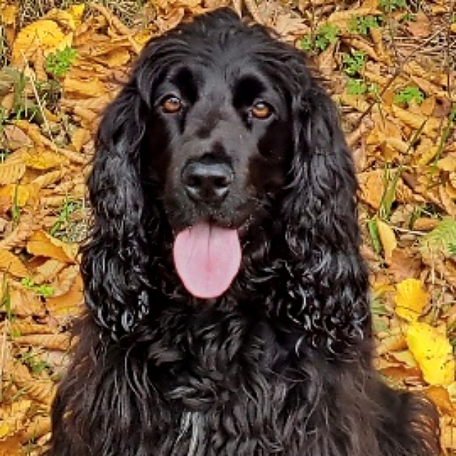 Boke - Vzw Helping Dogs