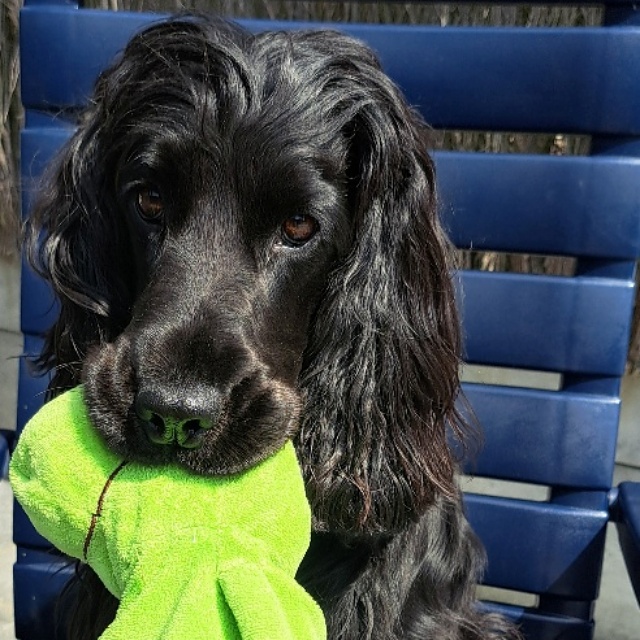 Boke - Vzw Helping Dogs