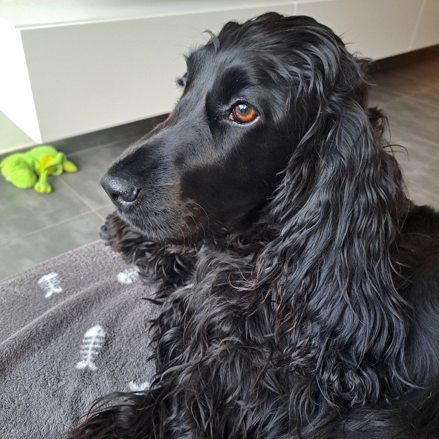 Boke - Vzw Helping Dogs