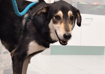 Eclair 11 e1769934110515