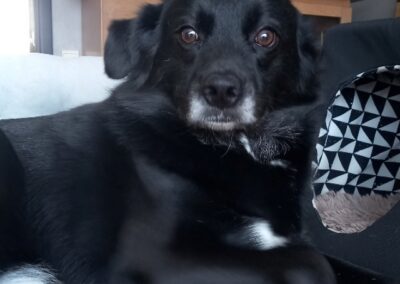Bruce 6