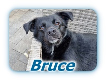 Bruce
