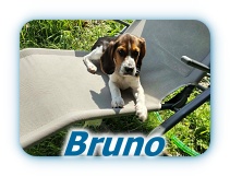 Bruno