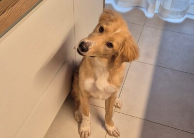 Nala 1