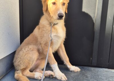 Nala 2