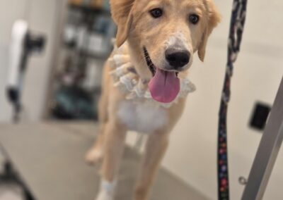 Nala 3