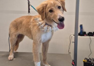 Nala 4