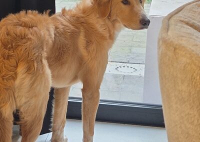Nala 6