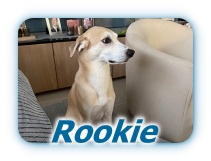 Rookie