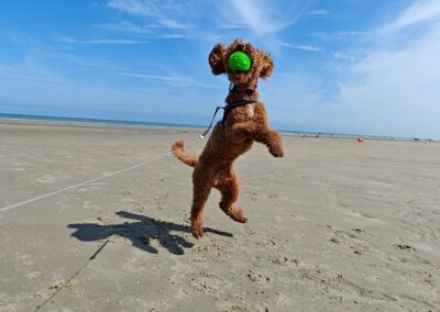 Lowie 2