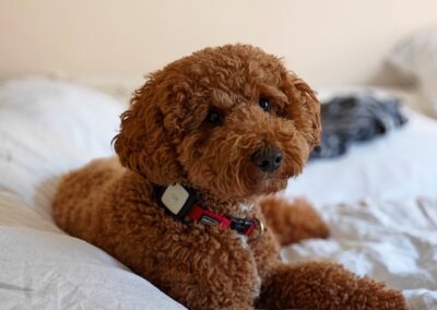 Lowie 3