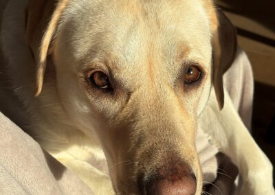 Daisy 1