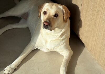 Daisy 6