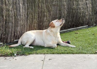 Daisy 7