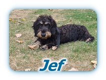 Jef Jef