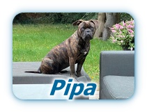 Pipa Pipa